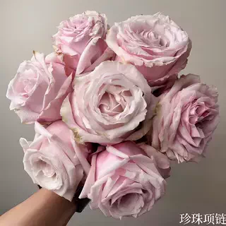 珍珠项链月季小苗春色满园