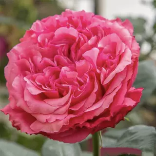 枚昂胭脂小苗大花浓茶香矮灌