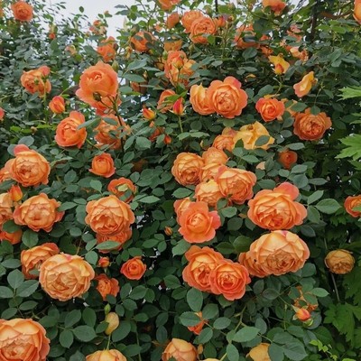 夏洛特夫人小苗藤本月季花苗