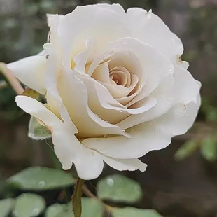 萨莎天使灌木浓香大花丰花勤花阳台庭院盆栽地载绿植花卉月季扦插