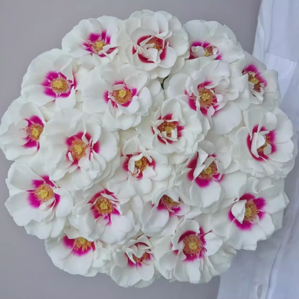 桥边之约月季小苗春色满园