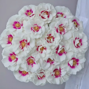 桥边之约 荷兰花园VIP双色玫瑰 小苗 阳台庭院花卉