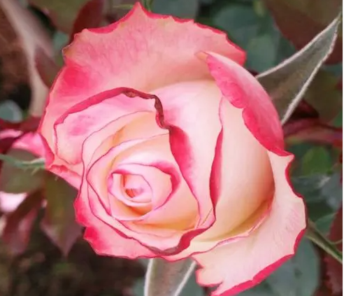 红唇中苗 云南切花 月季玫瑰 盆栽地栽阳台庭院楼顶开花植物绿植,鲜花速递/花卉仿真/绿植园艺,月季/蔷薇/玫瑰,淘宝优惠券,粉丝福利购,淘宝优惠卷