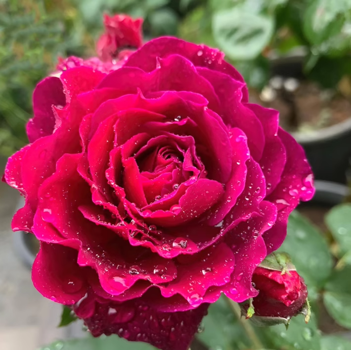 红丘/天家胭脂中大苗 超新品河本灌木月季中香大花抗性强耐热