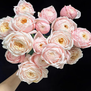 Newsps月季VIP农场灌木多头