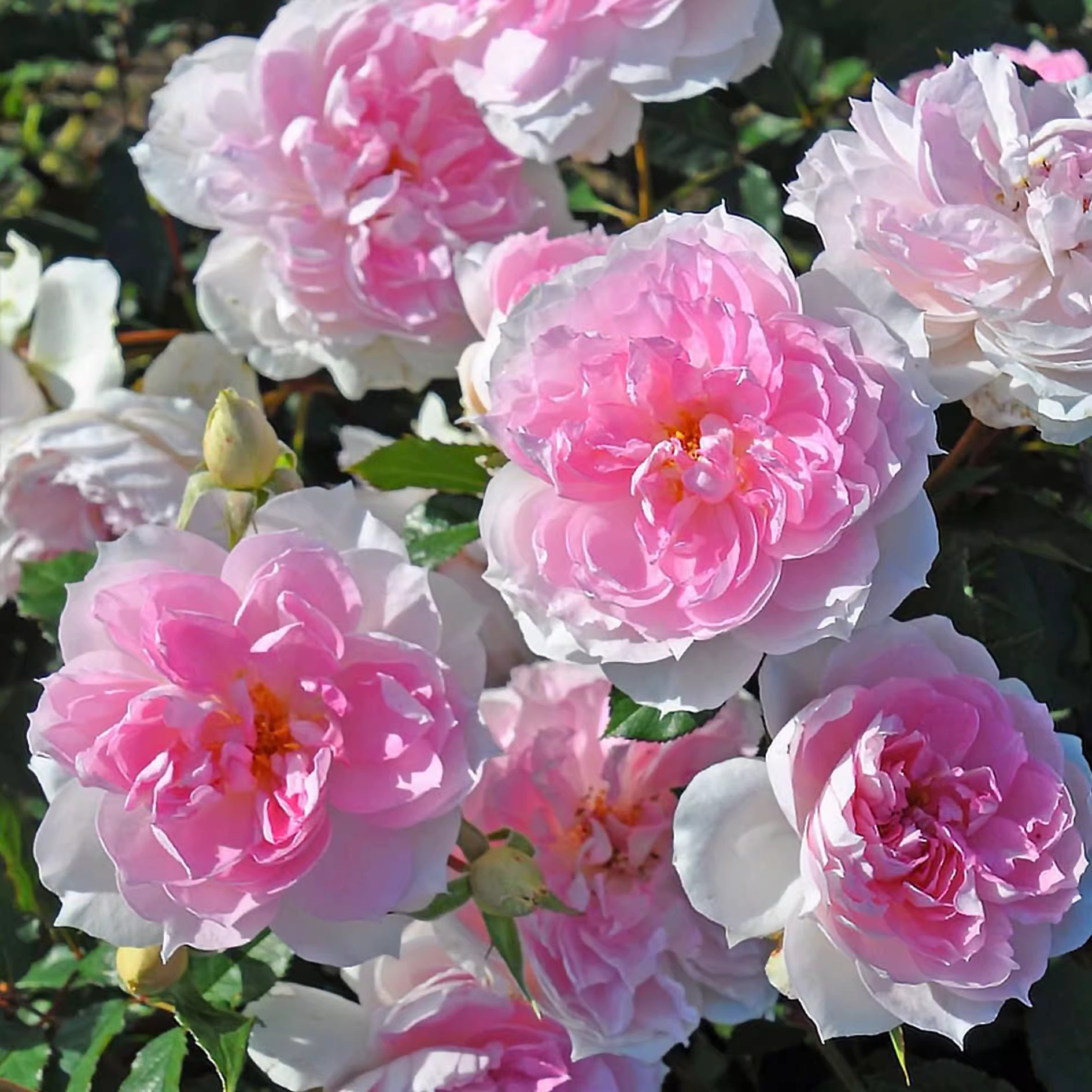 春色满园月季园抗病扦插小苗