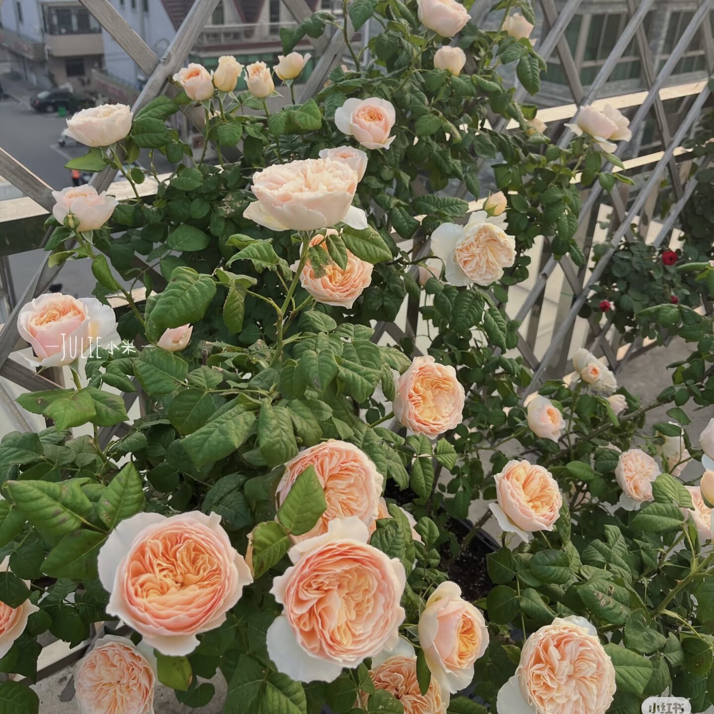 涵仙扦插藤本浓香大花切花多季阳台庭院绿植花卉耐晒耐雨淋