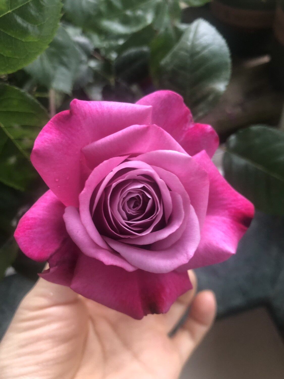 光明知更鸟  中苗扦插浓香紫色月季玫瑰花苗阳台盆栽地栽抗病植物,鲜花速递/花卉仿真/绿植园艺,月季/蔷薇/玫瑰,淘宝优惠券,粉丝福利购,淘宝优惠卷