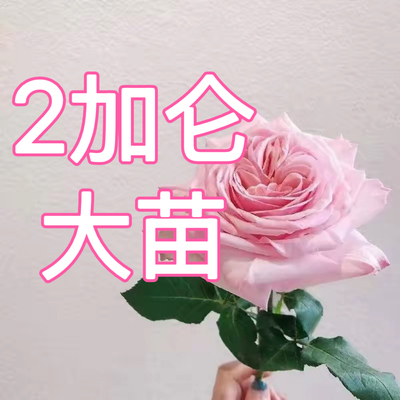 2加仑大苗合集 扦插勤花藤本浓香盆栽 阳台大花丰花包邮