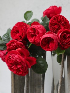 红苹果中大苗 玫瑰花苗盆栽 扦插灌木切花包子正红色勤花多头月季