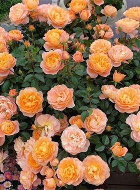 果汁阳台 荷兰大花 微月 丰花好养 盆栽地栽阳台月季