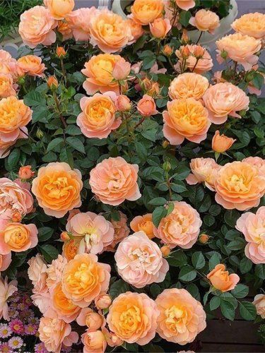 果汁阳台 荷兰大花 微月 丰花好养 盆栽地栽阳台月季