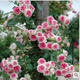 藤小伊中苗  藤本 多季丰花 月季楼顶庭院盆栽绿植月季花苗