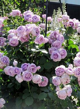 蓝色风暴   欧月月季花苗 灌木丰花月季品种四季玫瑰庭院阳台