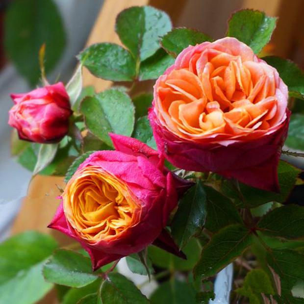 春色满园月季苗多头勤花芒果浪漫