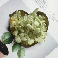 Нежный зеленый 1G