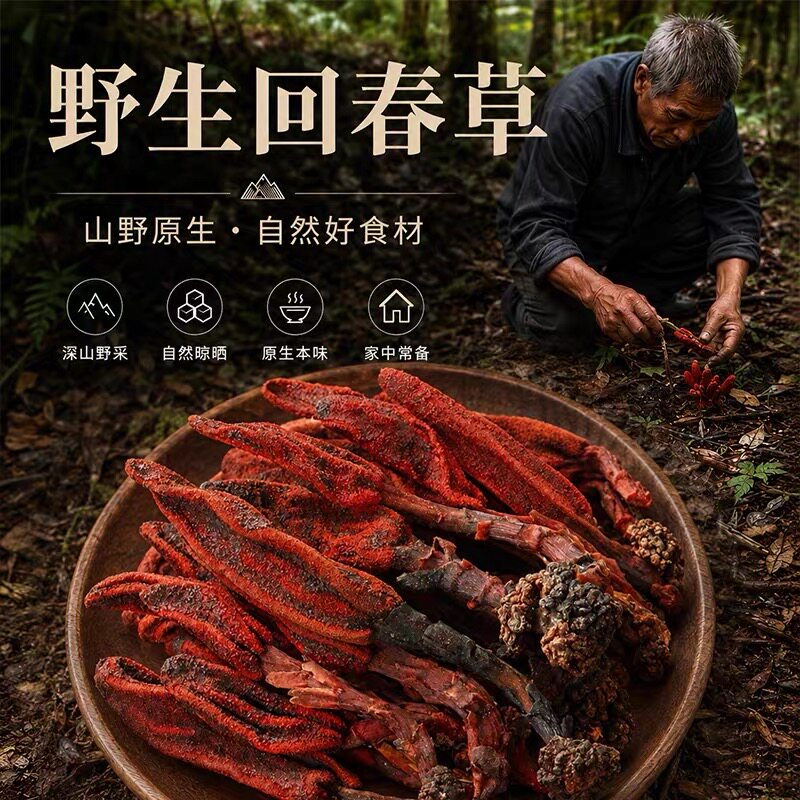 回春草 文王一支笔 不老草泡酒搭配枸杞中缅边境云南阿松现收山货