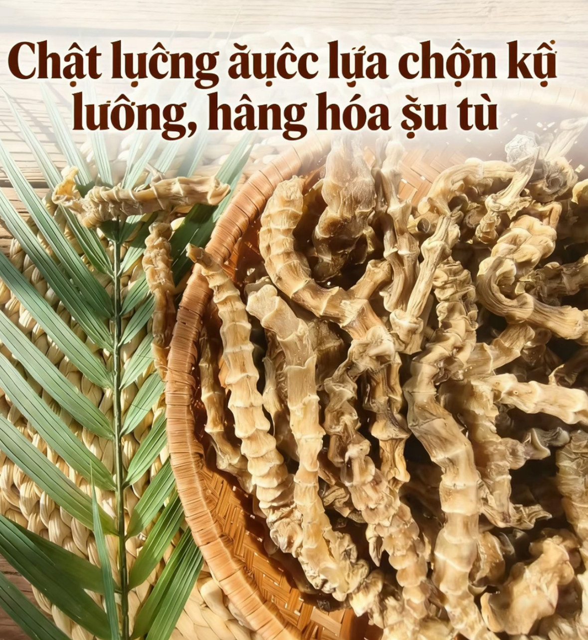 越南虫草参新鲜干货阿松精选新货泡酒煲汤煮水包邮中越现收山货