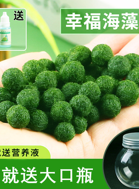 marimo海藻球宠物微景观生态瓶水培绿植迷你小植物绿球藻送营养液