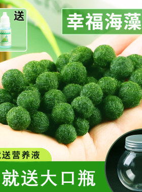 海藻球水生萌宠创意迷你植物