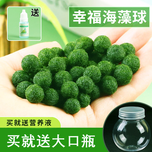 marimo海藻球宠物微景观生态瓶水培绿植迷你小植物绿球藻送营养液
