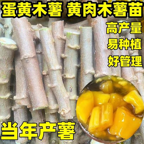 华南9号黄肉木薯种苗黄心木箱