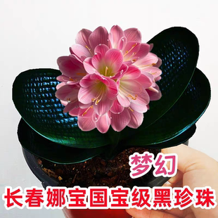 长春高端君子兰 国宝级黑珍珠圆头和尚 麻脸油匠宽叶坑纹绿植盆栽