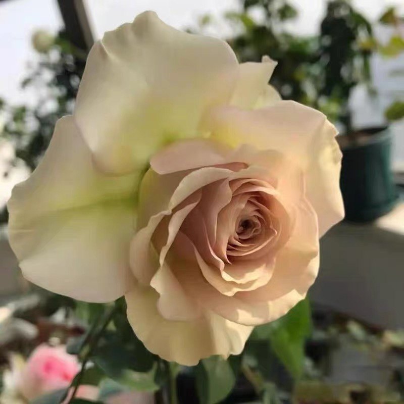 第九天使复古色新品月季庭院阳台绿植盆栽