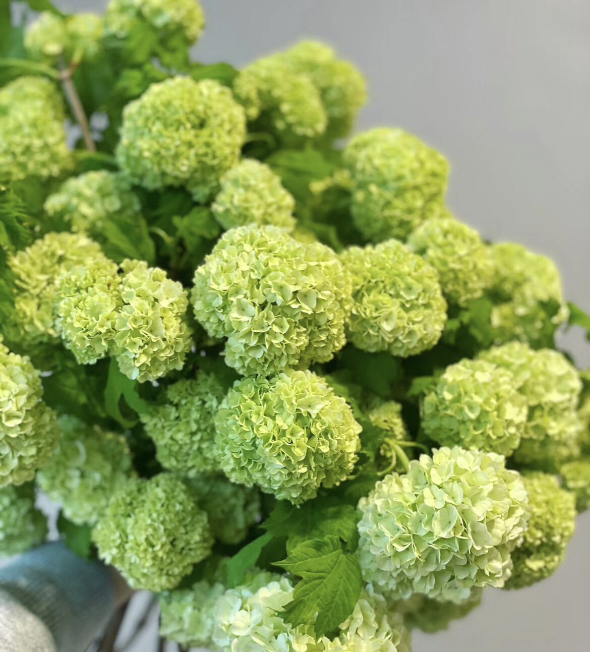 欧洲木绣球花苗玫瑰春天开花白色荚蒾庭院花园植物树苗好养