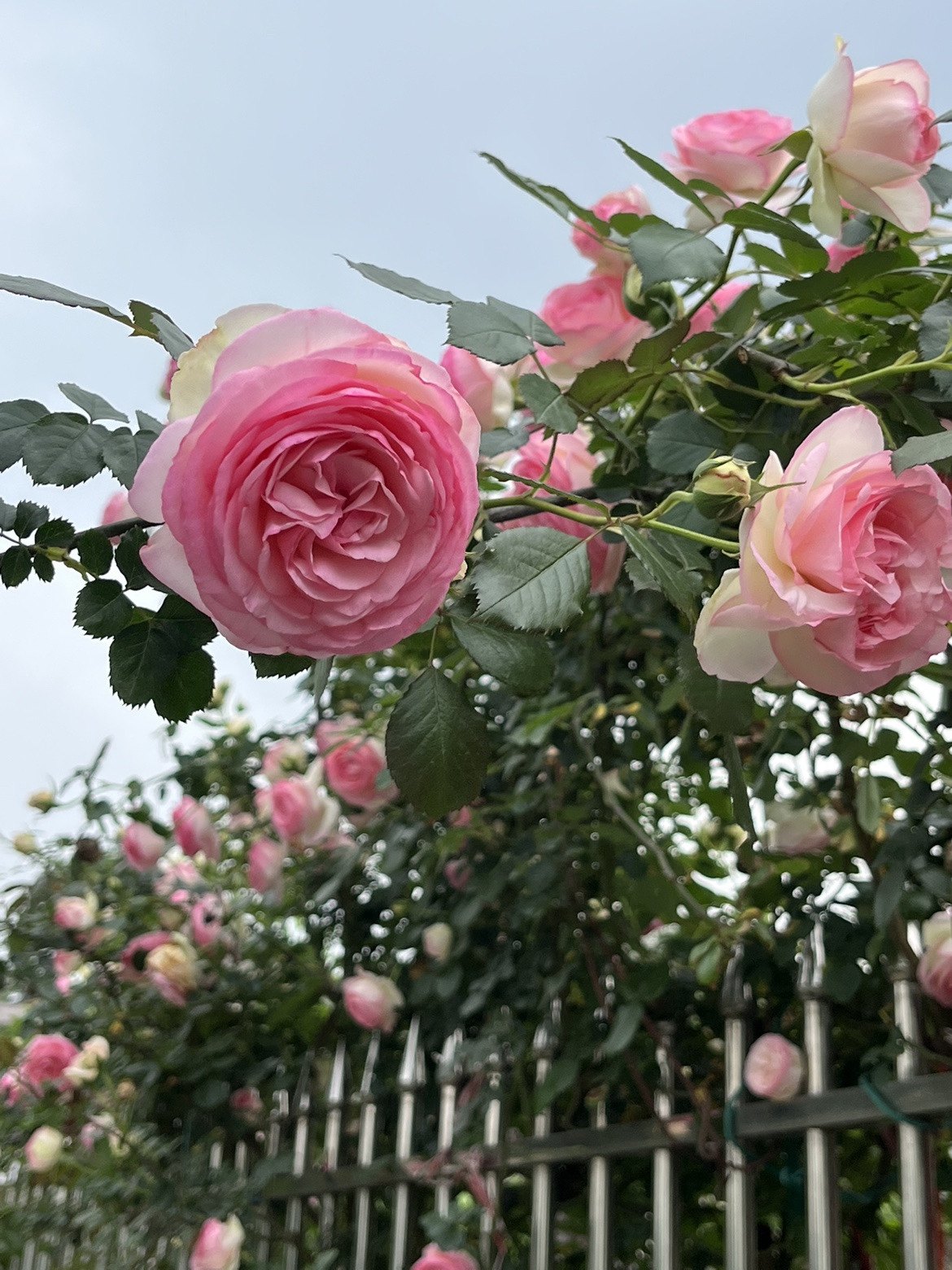 粉龙一加仑带盆发货 包邮