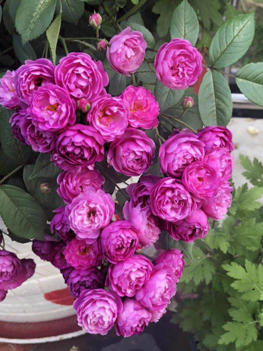 葡萄园之歌微型藤本开花机器勤花丰花