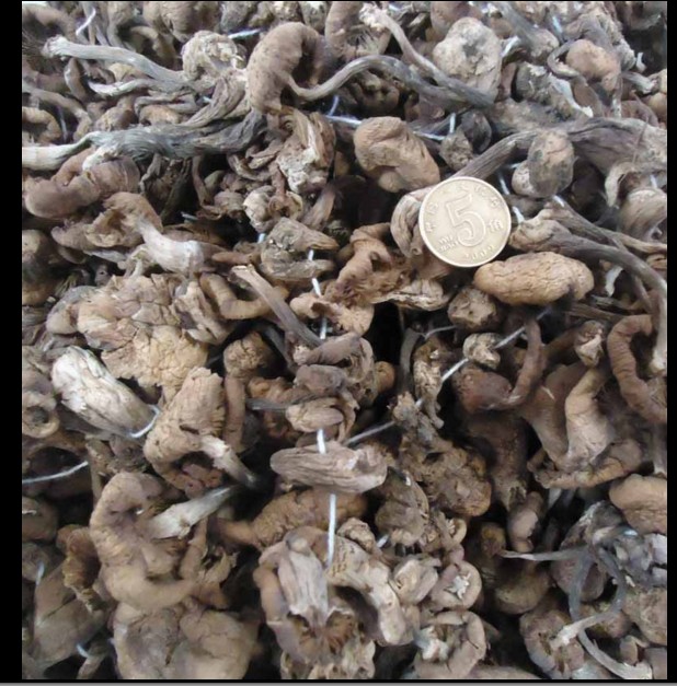 野生榛蘑菇 榛蘑散装250G自家采摘 东北小鸡炖蘑菇干货东北特产