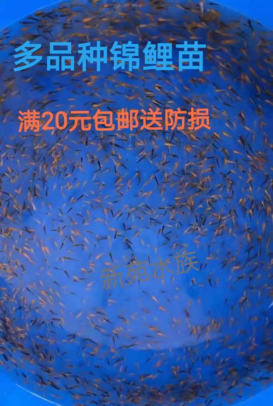 纯种锦鲤苗锦鲤水花红白三色白泻火鲤日本锦鲤幼苗好养开食30天