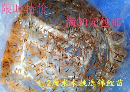 纯种日本锦鲤鱼苗活体小苗红白三色非写白写多品种锦鲤水花小鱼苗