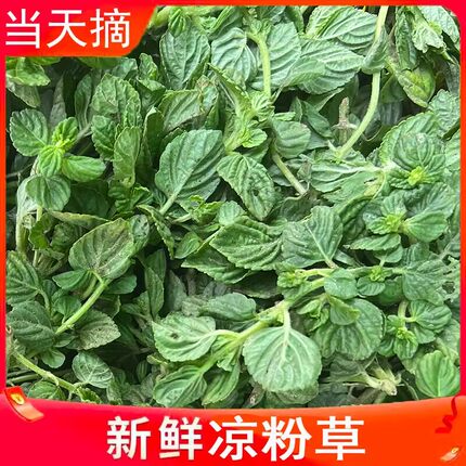广西凉粉草现摘现发烧仙凉新鲜凉粉草绿凉粉草 仙人草 包邮5斤10