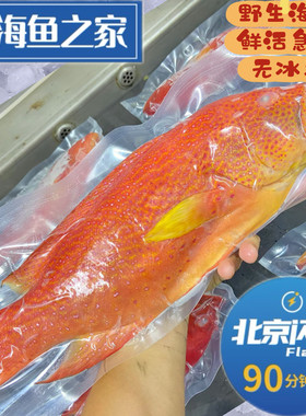 北京闪送 1-1.5斤/条 新鲜急冻燕星斑鱼 自然水域海鲜水产