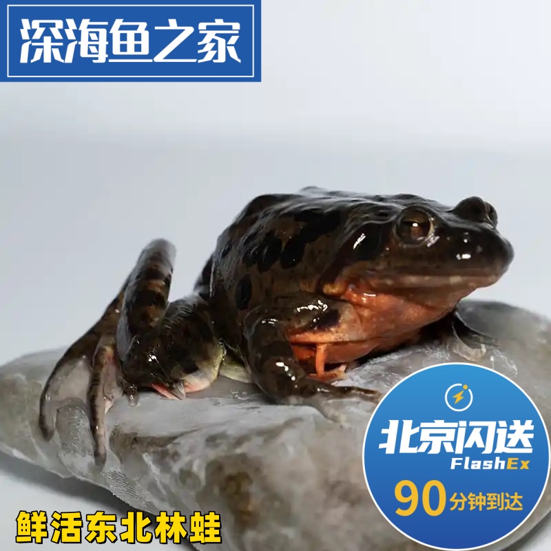 北京闪送 500g 14-16只/斤鲜活蛤蟆长白山特产雪蛤活体林蛙母豹子