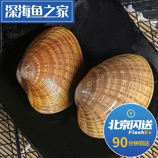 北京闪送 500g鲜活黄金贝 文贝 丹东特产 海鲜水产贝类