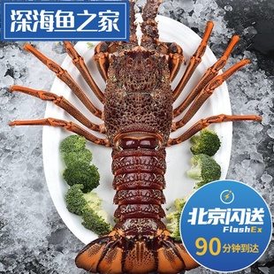 北京闪送 鲜冻澳州大龙虾 2-8斤/只超大进口生猛海鲜水产龙虾澳龙