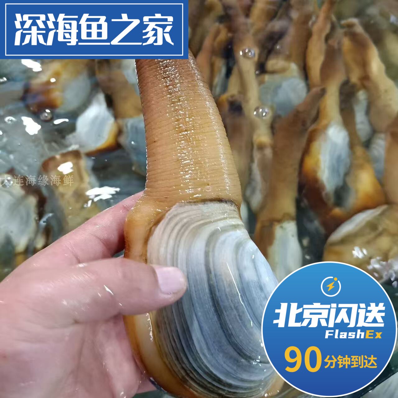 北京闪送 500g鲜活小象拔蚌 小蚌仔 水蚌 海鲜水产贝类6两-1斤/只
