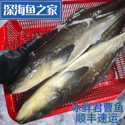 冰鲜 大小军曹鱼 海鲡鱼 竹五鱼 懵仔鱼 自然水域海鱼 海鲜水产