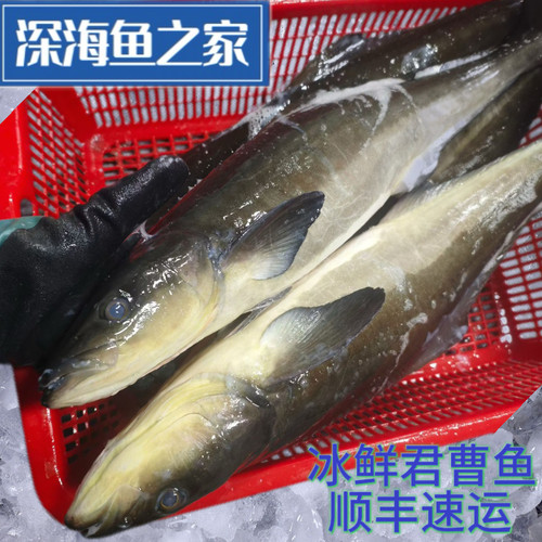 冰鲜 大小军曹鱼 海鲡鱼 竹五鱼 懵仔鱼 自然水域海鱼 海鲜水产