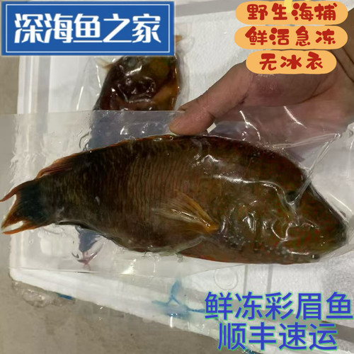 鲜活急冻彩眉鱼  自然水域深海鱼 海鲜水产
