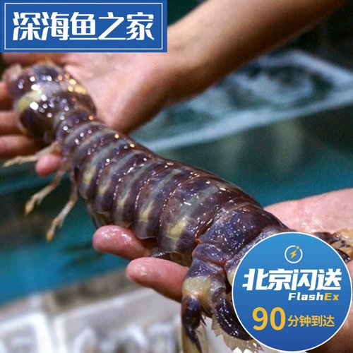 北京闪送 单只 鲜活母斑马虾富贵虾 超大赖尿虾 海鲜水产大皮皮虾