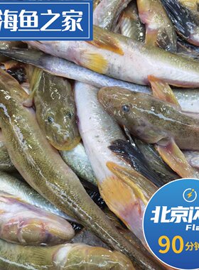 北京闪送沙光鱼冰鲜新鲜海捕海鲶鱼扔吧鱼油光鱼红烧做汤海鱼
