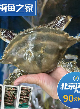 北京闪送  活鲜肥母梭子蟹  满肉螃蟹飞蟹新鲜肥美吃肉保鲜不保活