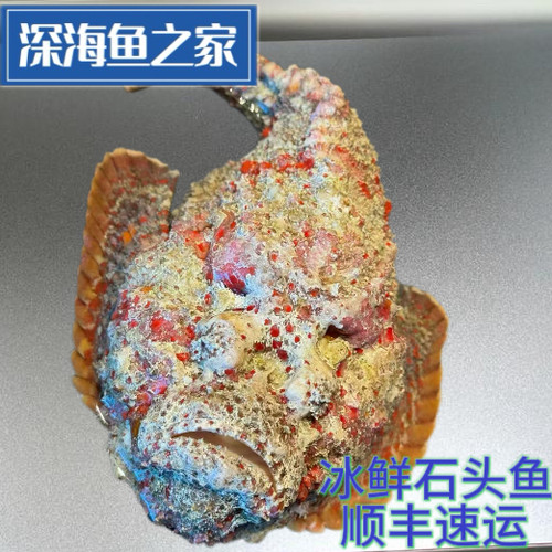 1-3斤/条 冰鲜深海虾虎子石头鱼  虎鱼 鬼鮋 毒鮋 海鲜水产