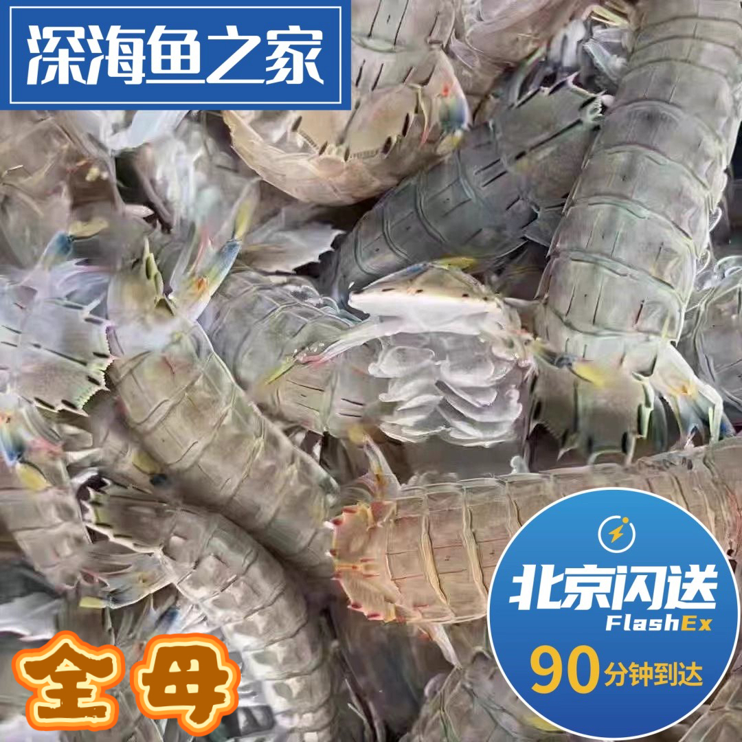 北京闪送 500g 全母 鲜活皮皮虾虾爬子个大肉肥新鲜水产海鲜