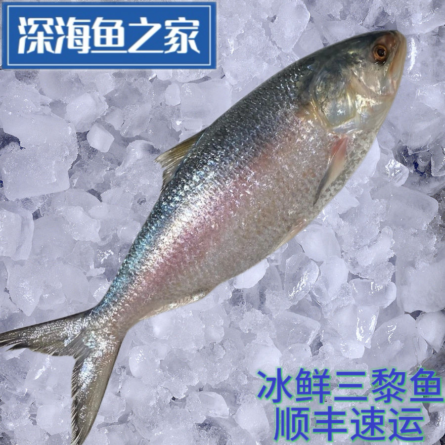 冰鲜三黎鱼 飞机鱼 三泥鱼 自然水域海鱼 海鲜水产