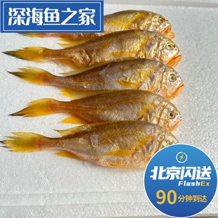 北京闪送 500g 冰鲜舟山梅童鱼 大头宝 梅同 黄皮 海鲜水产